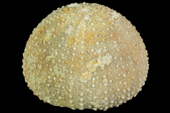Psephechinus Fossil Echinoid (Sea Urchin) - Morocco #69849